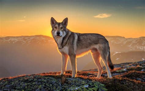 animals wolf sunset wallpapers hd desktop  mobile backgrounds