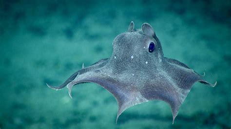 bizarre deep sea creatures
