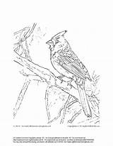 Coloring Cardinal Pages Cardinals Bird Drawing Red Arizona Sparrow Printable Kids Line Getdrawings Getcolorings Customize Examples Color Print sketch template