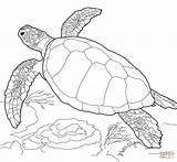 Coloring Turtle Loggerhead Sea Pages Drawing sketch template