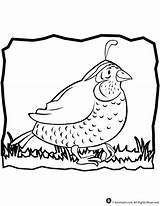 Coloring Quail Pages Popular Sheet sketch template