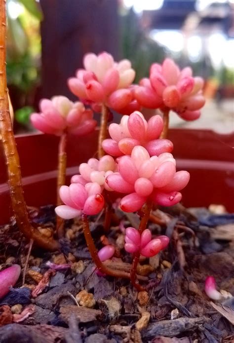 pink jelly bean sedum rubrotinctum aurora succulent shop nursery south africa buy