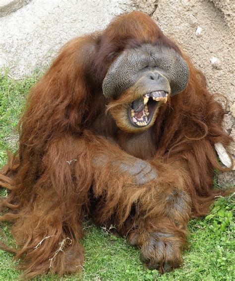 pin de arturo marty ordoñez en ssg orangutanes pongo