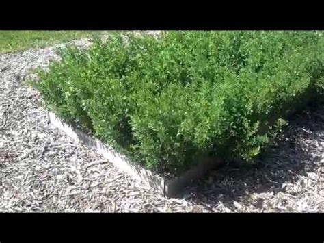 growing alfalfa   backyard grower youtube