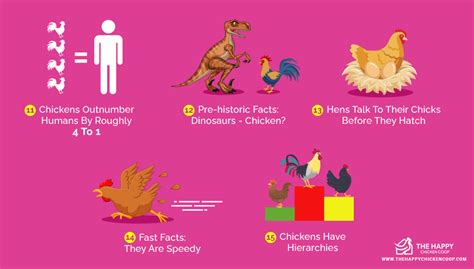 20 Datos Sorprendentes Sobre Los Pollos Que No Sabías Criar Gallinas
