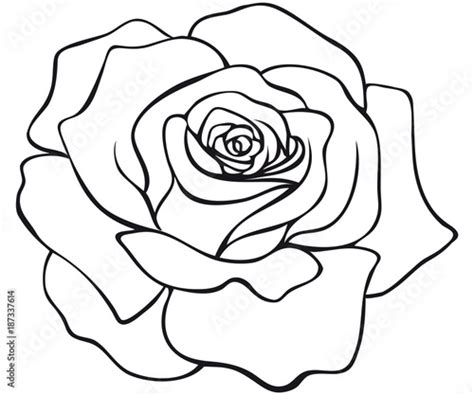 red rose blossom coloring page stock vector adobe stock