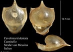 Afbeeldingsresultaten voor "cavolinia tridentata Danae". Grootte: 146 x 104. Bron: www.marinespecies.org
