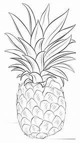 Ananas Pineapple sketch template