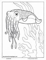 Coloring Ocean Pages Sea Cuttlefish Colouring Fish Printable Animal Book Animals Kids Sheets Realistic Au Colouringpages Life Books Clipart Drawings sketch template