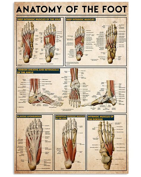 anatomy   foot poster chiropractors osteopaths orthopedic gift medical gift osteology