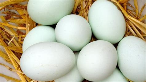 Tips Kupas Telur Bebek Dengan Mudah Dengan Garam Lifestyle