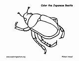 Coloring Beetle Japanese Beetles Designlooter Pdf Exploringnature 612px 61kb sketch template