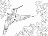Hummingbird Coloring Pages Printable Realistic Drawing Nature Hummingbirds Color Print Supercoloring Magnificent Humming Bird Birds Adult Colorings Drawings Getcolorings Animal sketch template