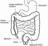 Intestine Large Drawing Getdrawings sketch template