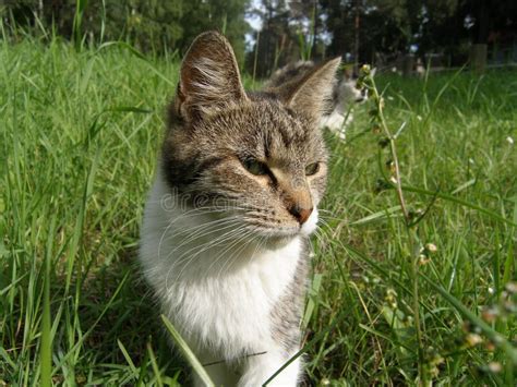 domestic cat stock photo image  domestic lawn fluffy