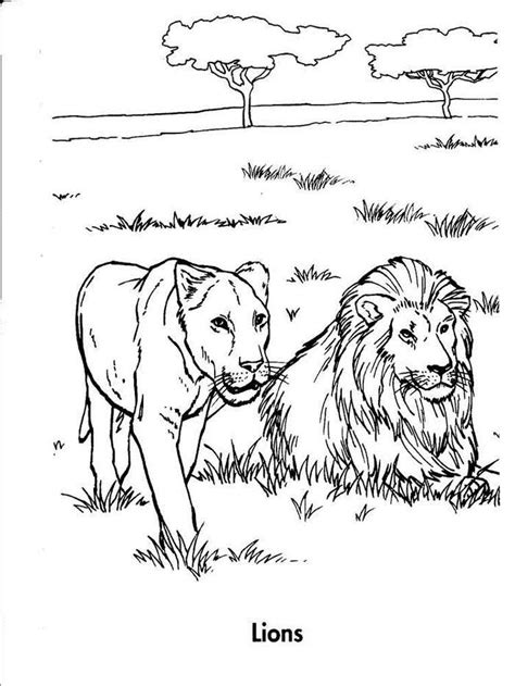 library lion coloring page youngandtaecom lion coloring pages zoo