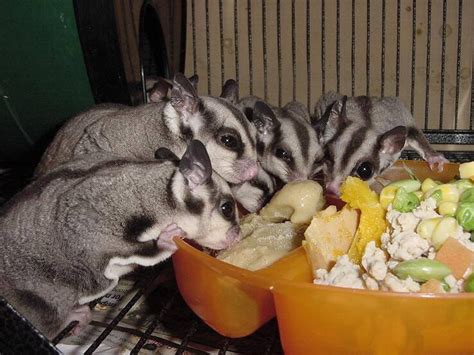 sugar glider recipes  baby food home family style  art ideas