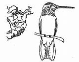 Coloring Migration Hummingbird Route Designlooter Color Kids 53kb 476px sketch template