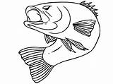 Fish Bass Coloring Pages Color Largemouth Drawing Realistic Bend Striped Body His Printable Getdrawings Template Sketch Templates Getcolorings Print sketch template