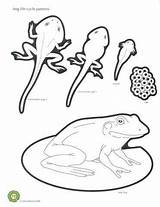 Frog Cycle Life Coloring Science Pages Kids Kindergarten Cycles Lifecycle Pond Activities Drawing Worksheets Getdrawings Theme Teaching Frogs Education Nature sketch template