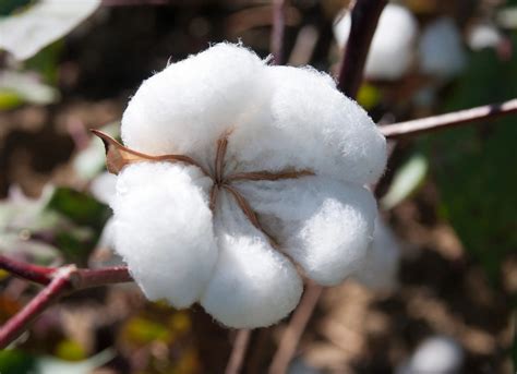 cotton plant images cotton textile industry production buyers exposed private pakistan crop