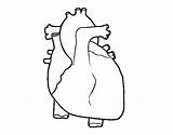 Coloring Heart Human Para Colorear Humano Corazon Coloringcrew Cuerpo Pages Del Corazón Template Seleccionar Tablero Sistema Respiratorio sketch template