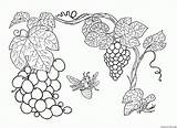 Colorare Disegni Vite Pianta Ribes Grapes Grape Vine Grapevine sketch template