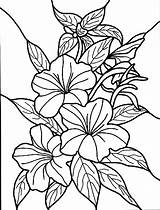Coloring Pages Hibiscus Printable Kids Flower Flowers Colouring Tropical Book Exotic Floral Hawaiian sketch template