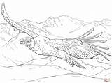 Condor Andean Andes Andino Cóndor Volando Supercoloring Designlooter Chilenos Condors sketch template