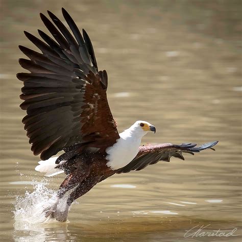 elsen karstads pic  day kenya african fish eagle lake baringo kenya