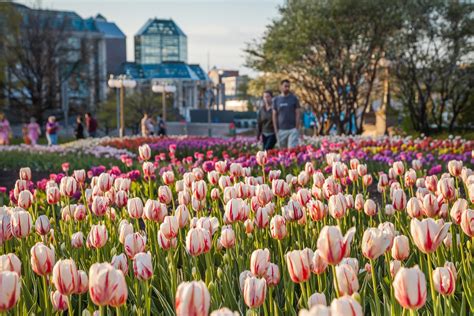 canadian tulip festival  largest   world   ottawa