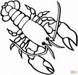 Colorare Lobster Coloring Disegni Aragosta sketch template