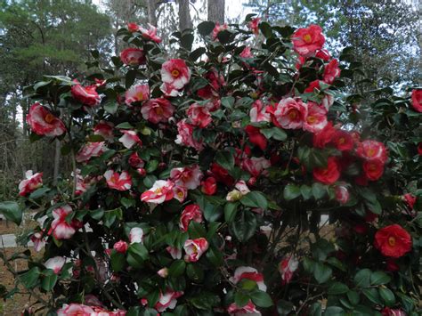 plants flowers camellia japonica alba simplex