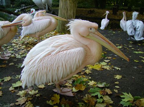filerosa pelikanjpg wikimedia commons