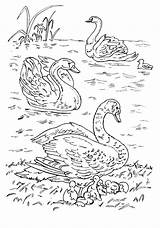 Lago Cisnes Swans Coloriage Ptaki Colorkid Kolorowanki Lac Cygnes Cigni łabędzie Colorir Imprimir Jeziorze Aves Kolorowanka sketch template