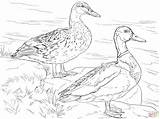 Mallard Ducks Canard Colvert Supercoloring Voorbeeldsjabloon sketch template