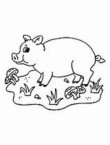 Pig Coloring Ws School First Pages Printable Pigs Farm Hogs Activities sketch template
