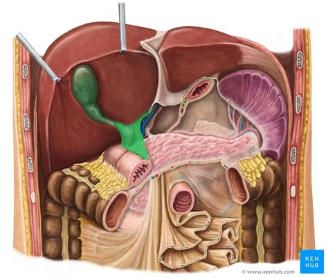 Hepatoduodenal Ligament Anatomy And Contents Kenhub