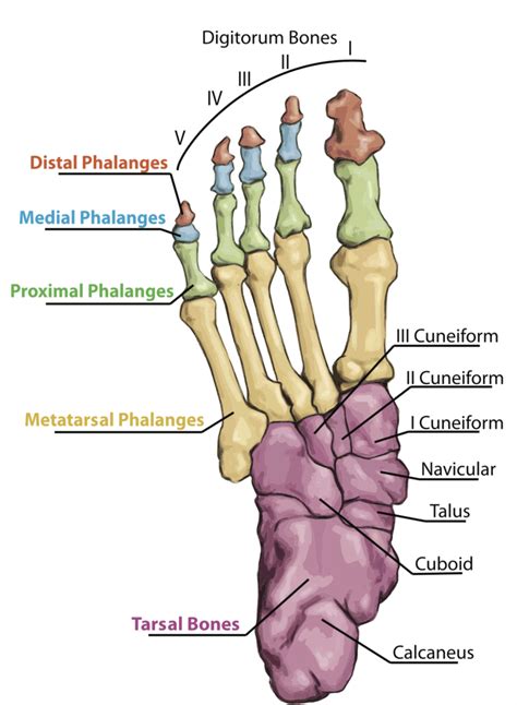 foot biomechanics part   bones   foot ankle biomechanics education