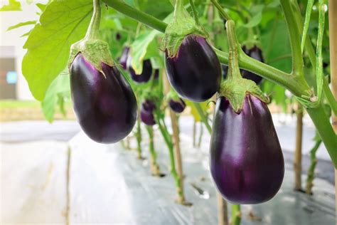 zelf aubergine kweken tuinennl