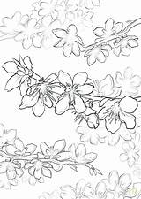 Blossom Cherry Coloring Pages Japanese Getdrawings Getcolorings Color sketch template