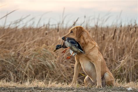 hunting dog breeds outdoorhub