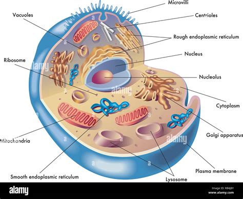 medical illustration  elements  human cell stock vector image art