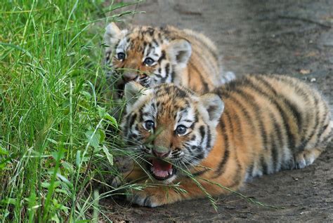 updates tijgerwelpjes te zien  het grote verblijf