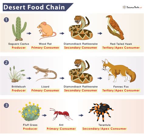 aggregate  food chain sketch ineteachers