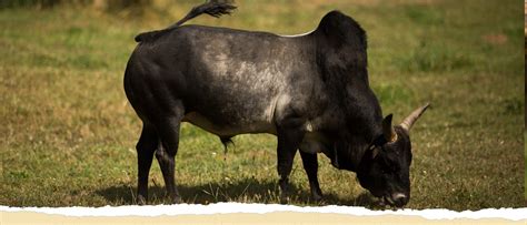 dwarf zebu cattle