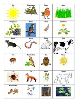 food web animal cards coding  questions  chelsie raysor tpt