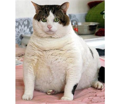 a really fat cat woman sex