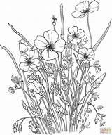 Poppy Coloring Pages Flower California Poppies Golden Supercoloring Flowers Printable Adult Colouring Book Color Coloriage Dessin Comments Line Print Gif sketch template