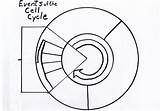 Cycle Mitosis Meiosis Prokaryotic Woodstown Chapter Worksheets 101diagrams sketch template